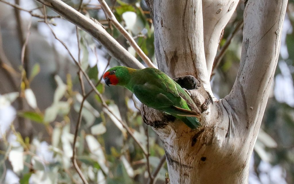 Little Lorikeet near a nesting site