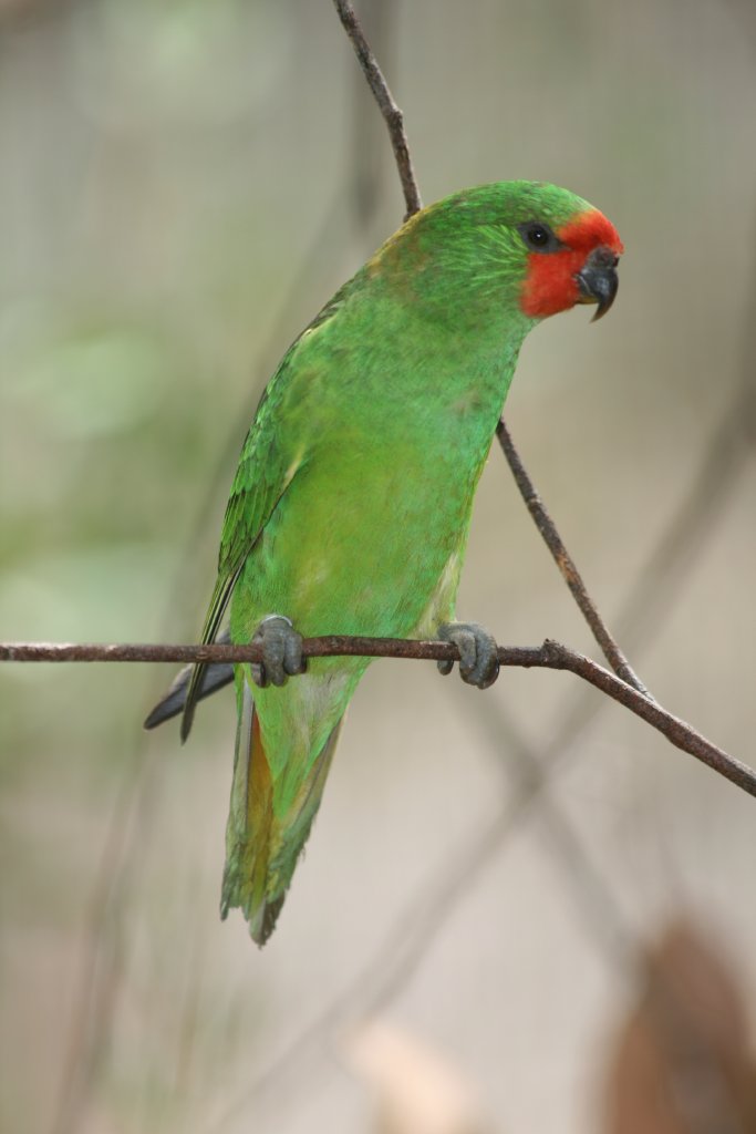 Little Lorikeet