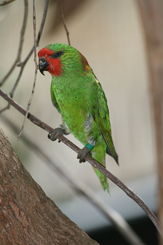 Little Lorikeet