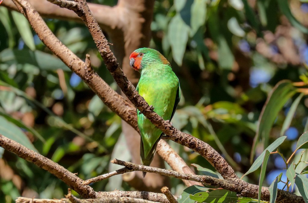 Little Lorikeet
