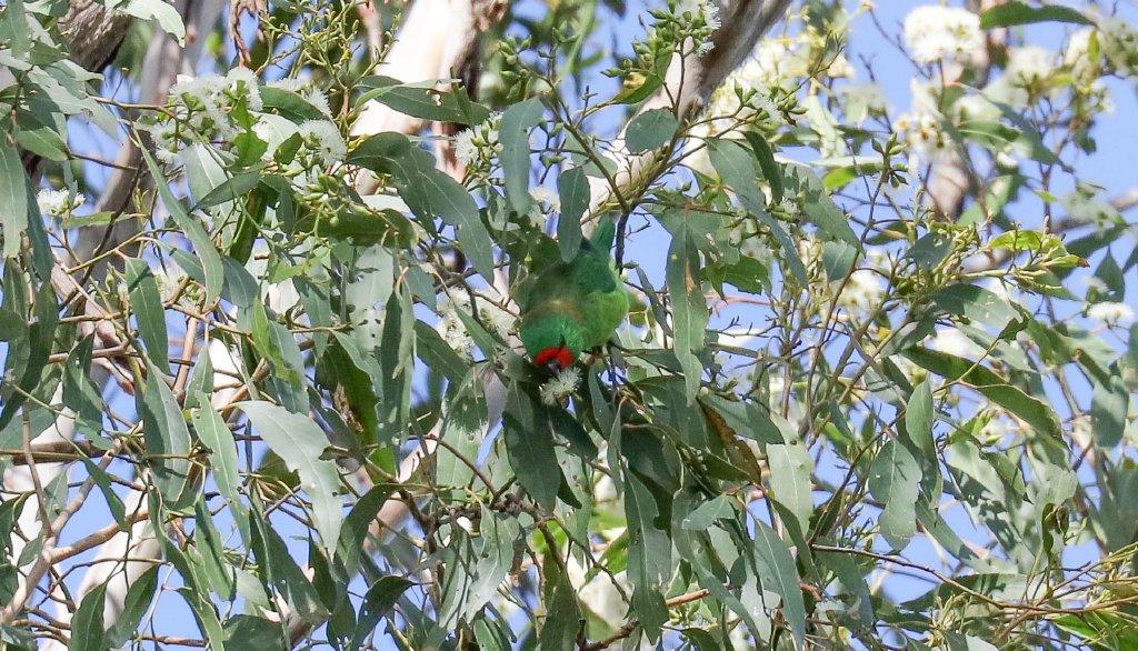 Little Lorikeet