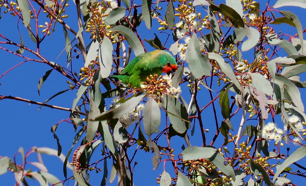 Little Lorikeet