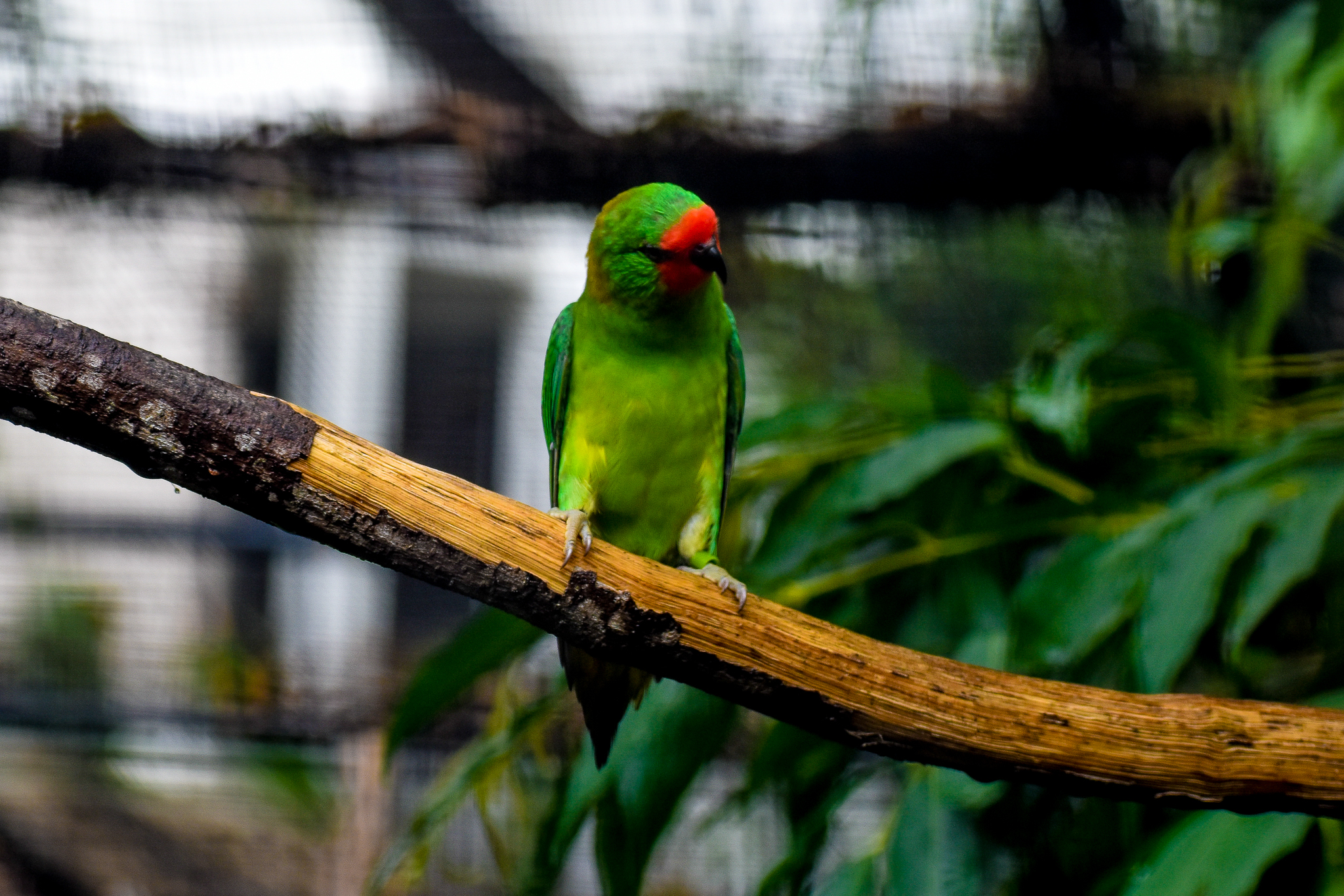 Little Lorikeet