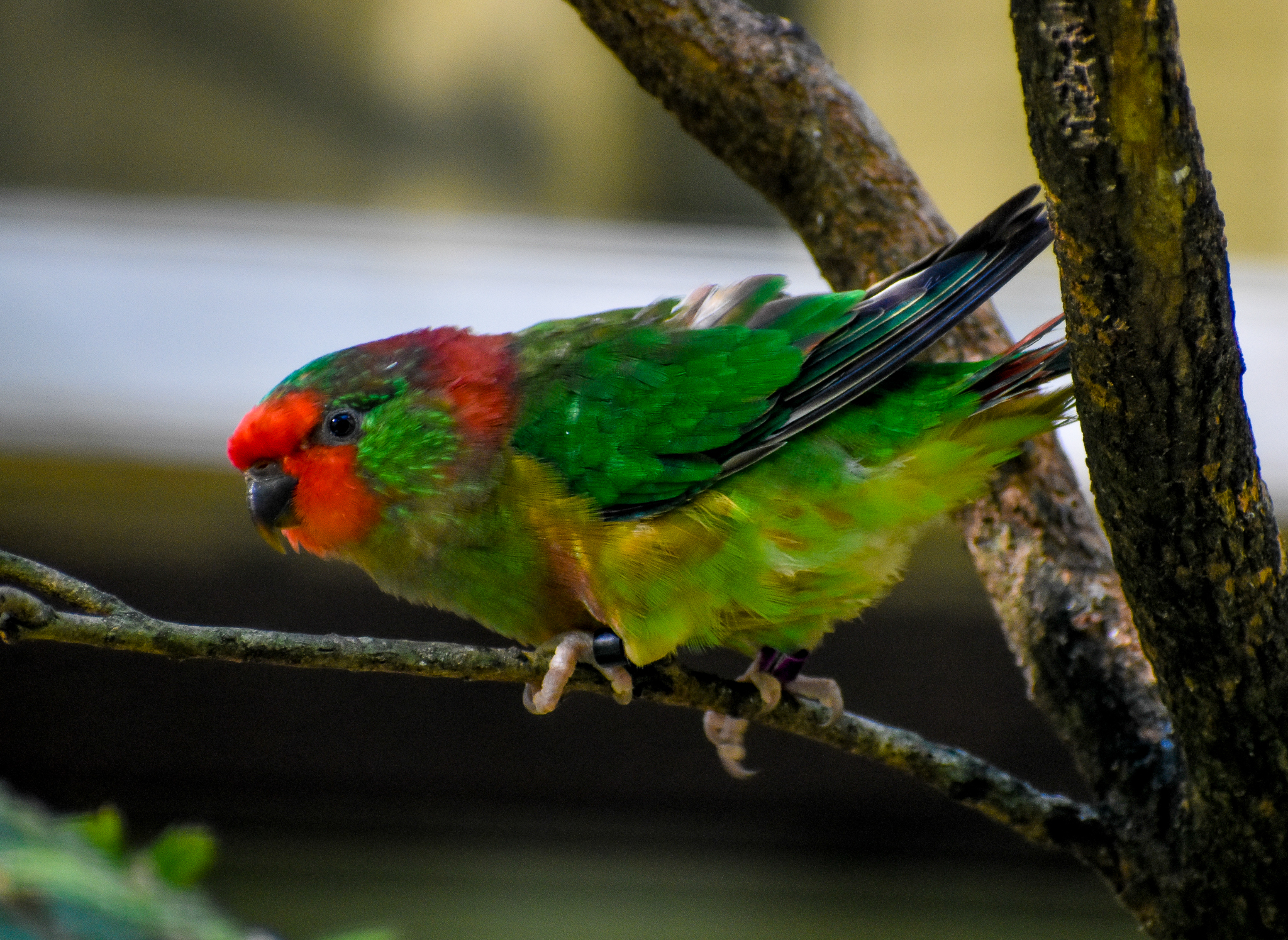 Little Lorikeet