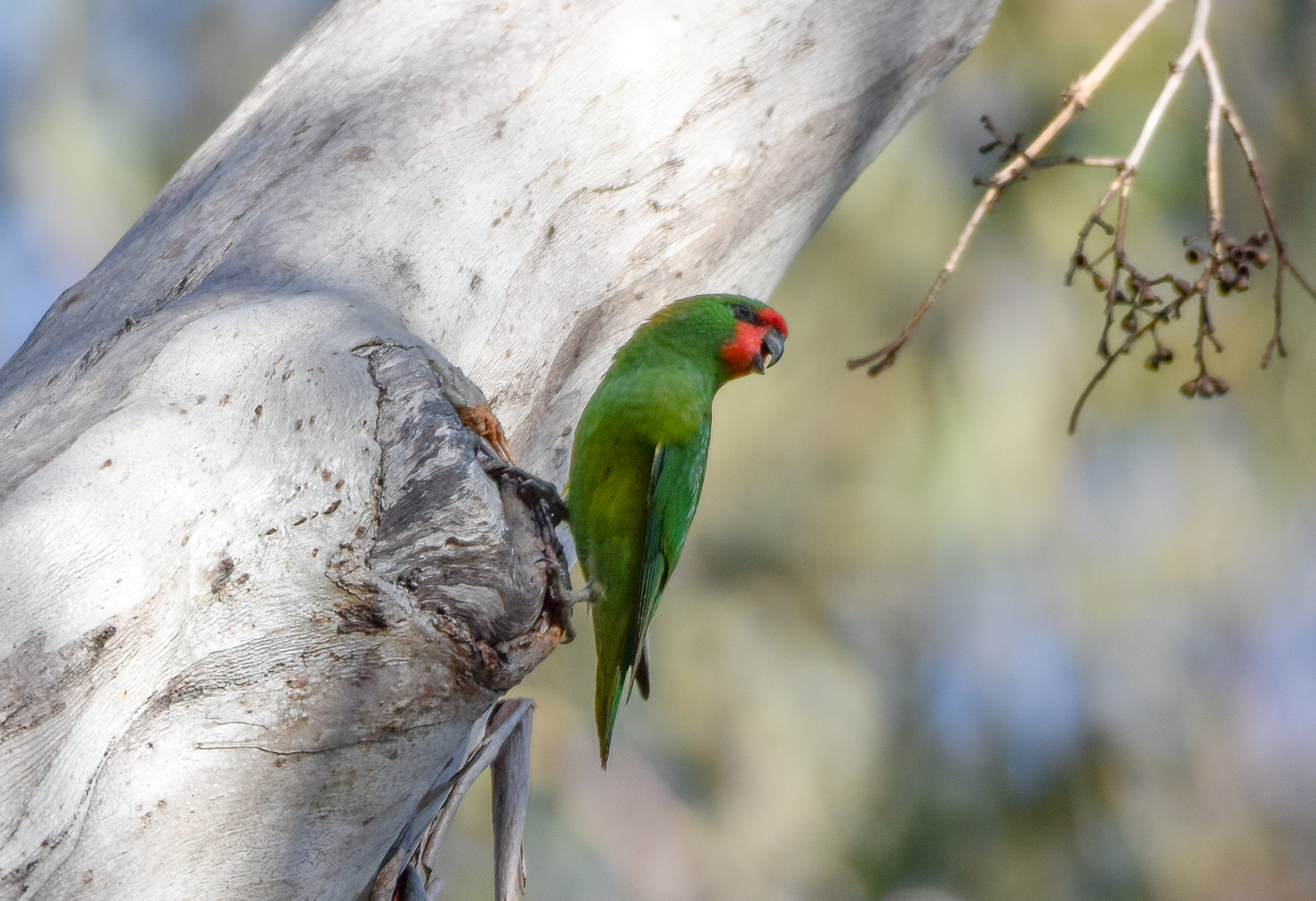 Little Lorikeet