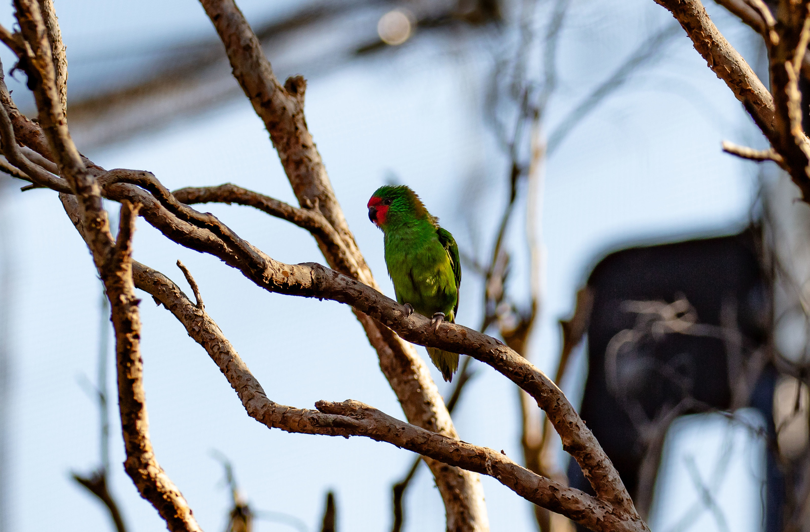 Little Lorikeet