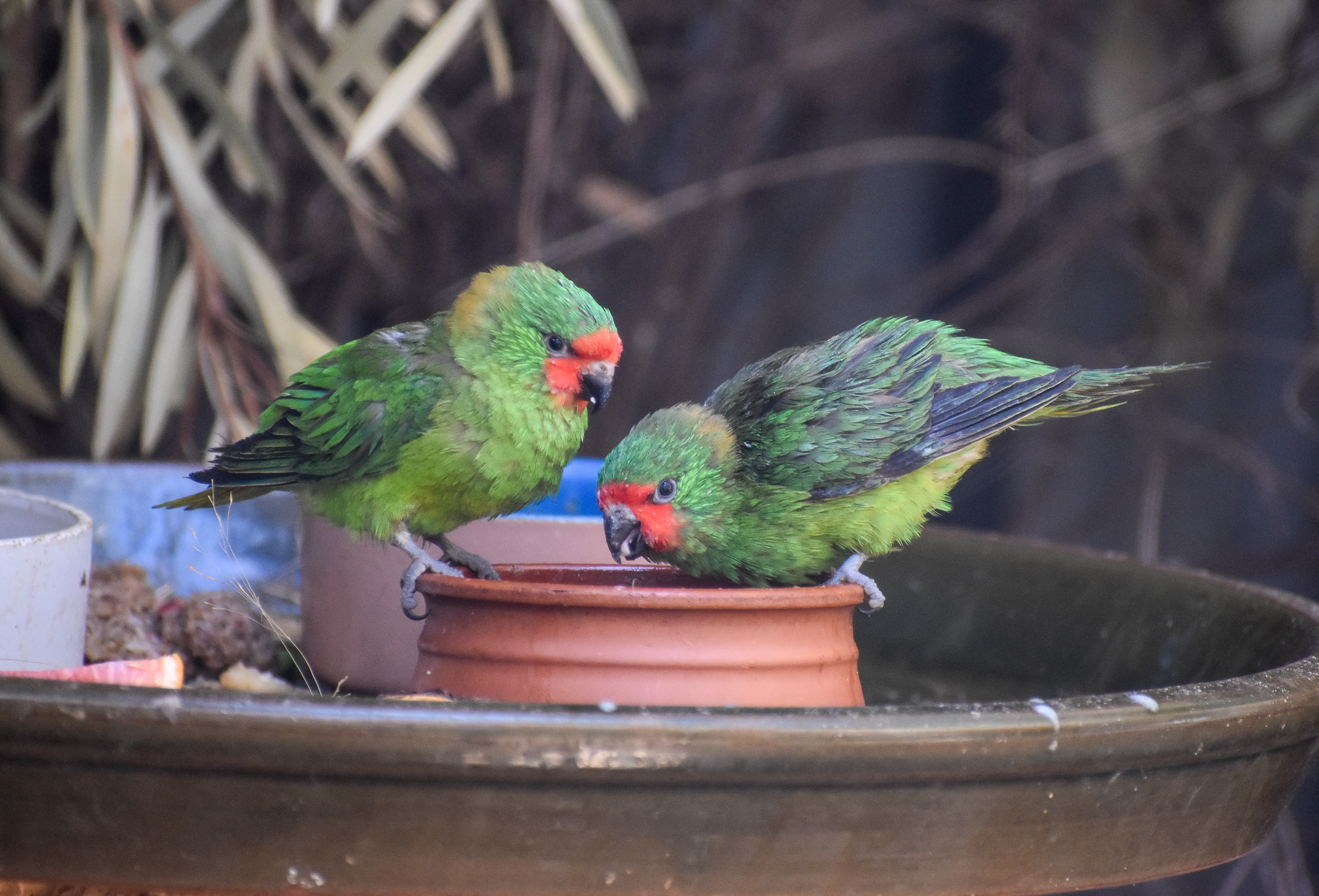 Little Lorikeets