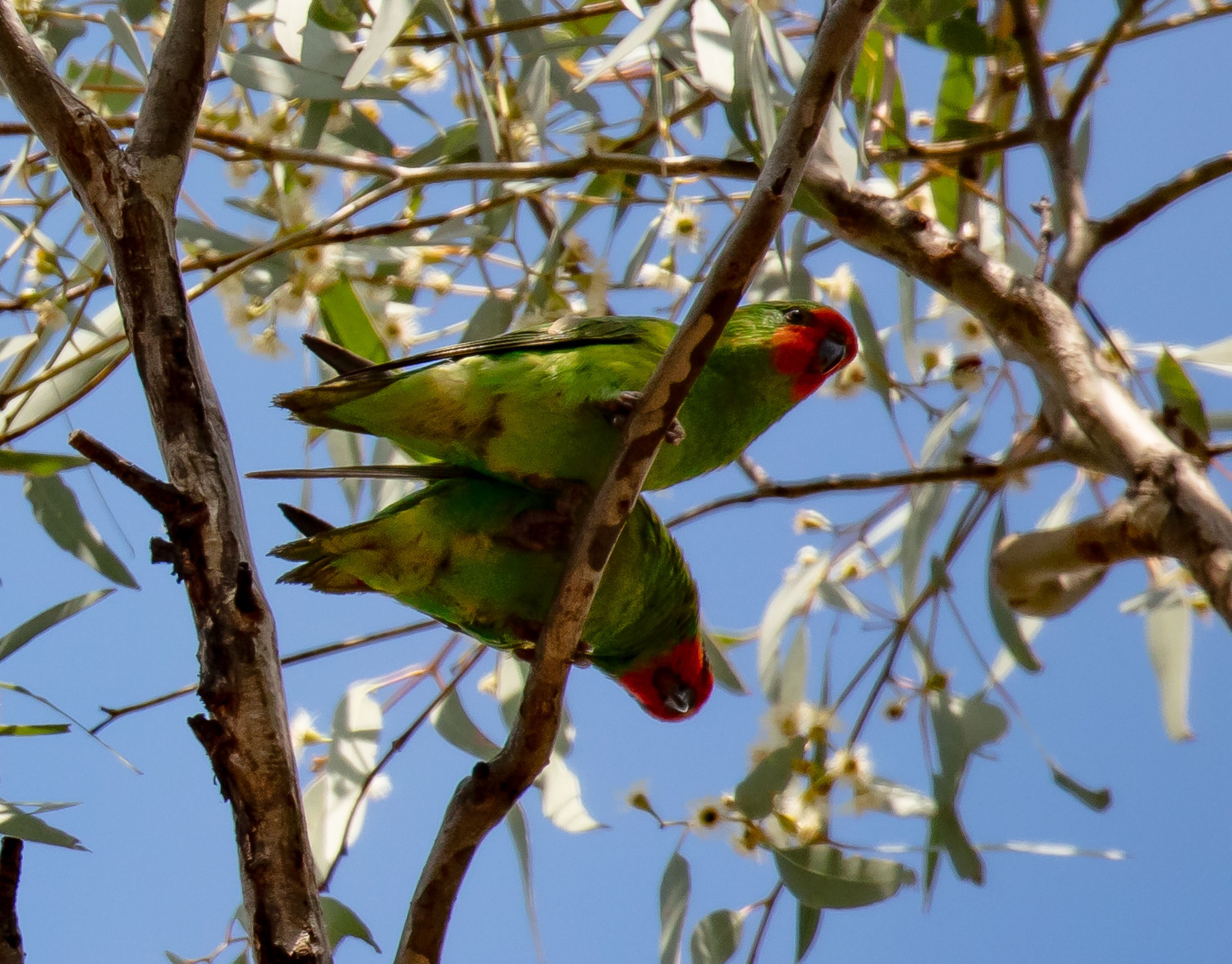 Little Lorikeets