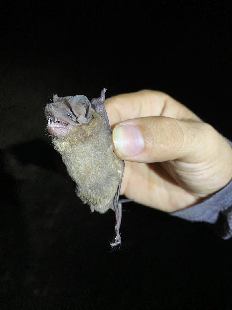 Little Mastiff Bat (Molossus molossus)