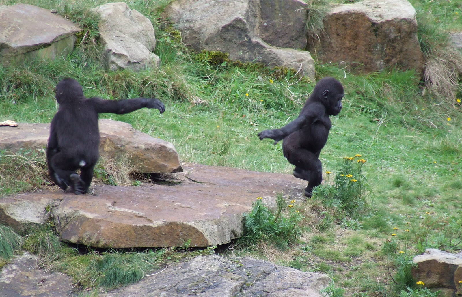 Little Mischief Makers