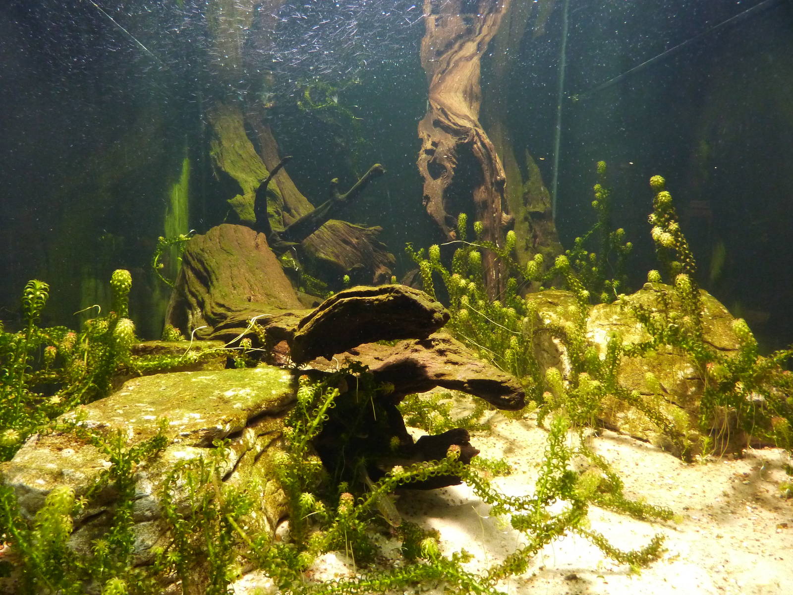 Little native freshwater fish