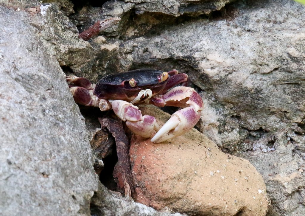 Little Nipper Crab