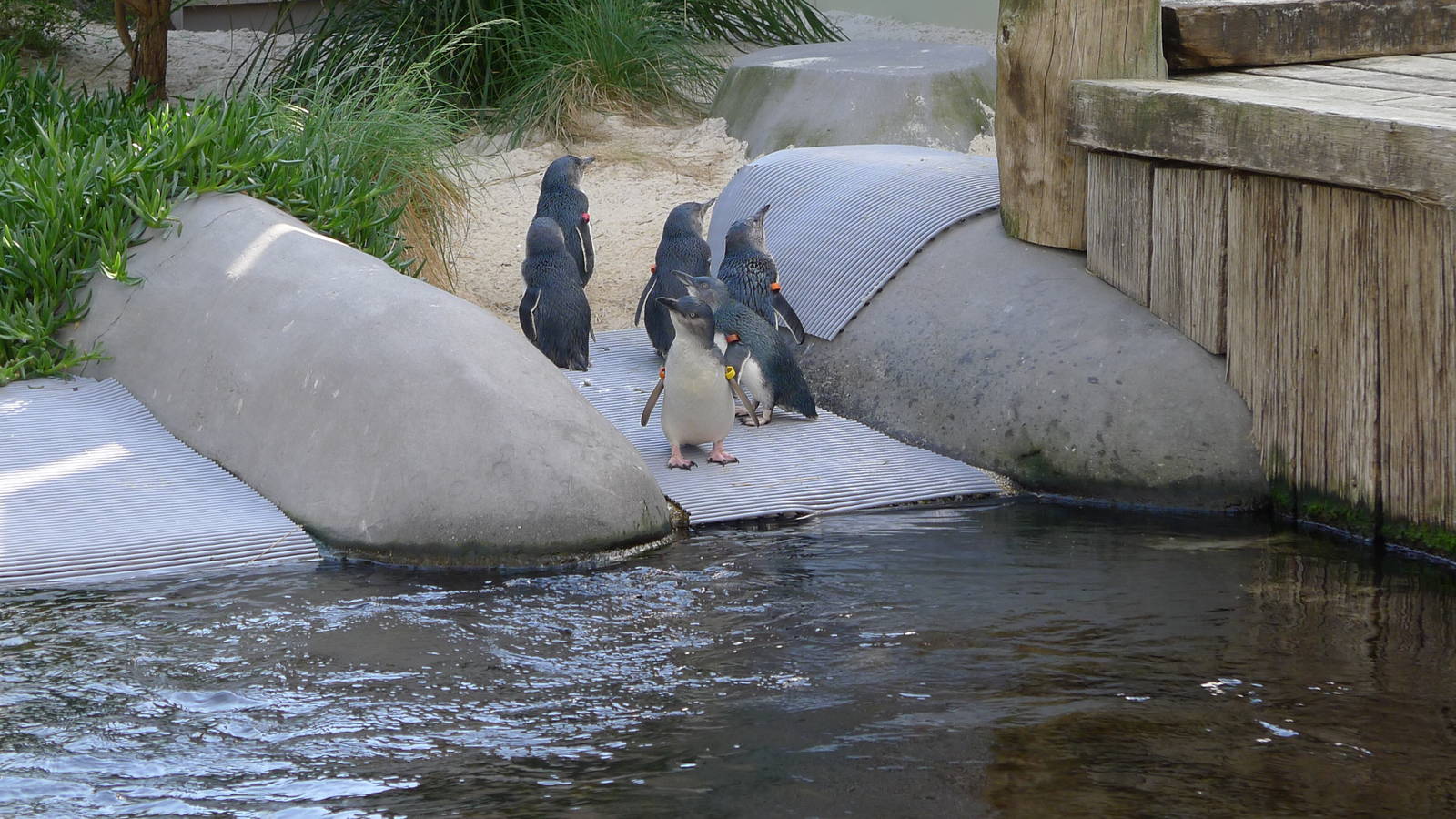 Little or Fairy Penguins