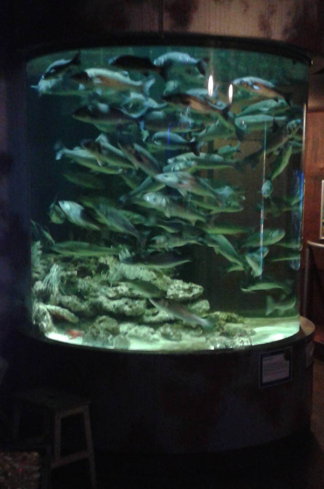 Little overfilled aquarium