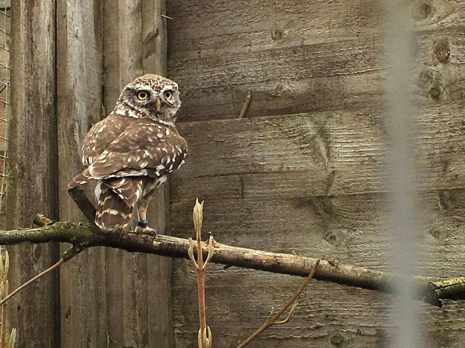 Little Owl 010516