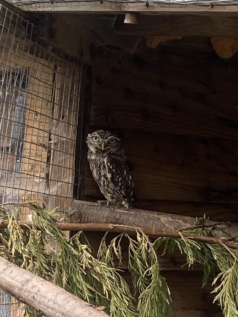 Little owl 060625