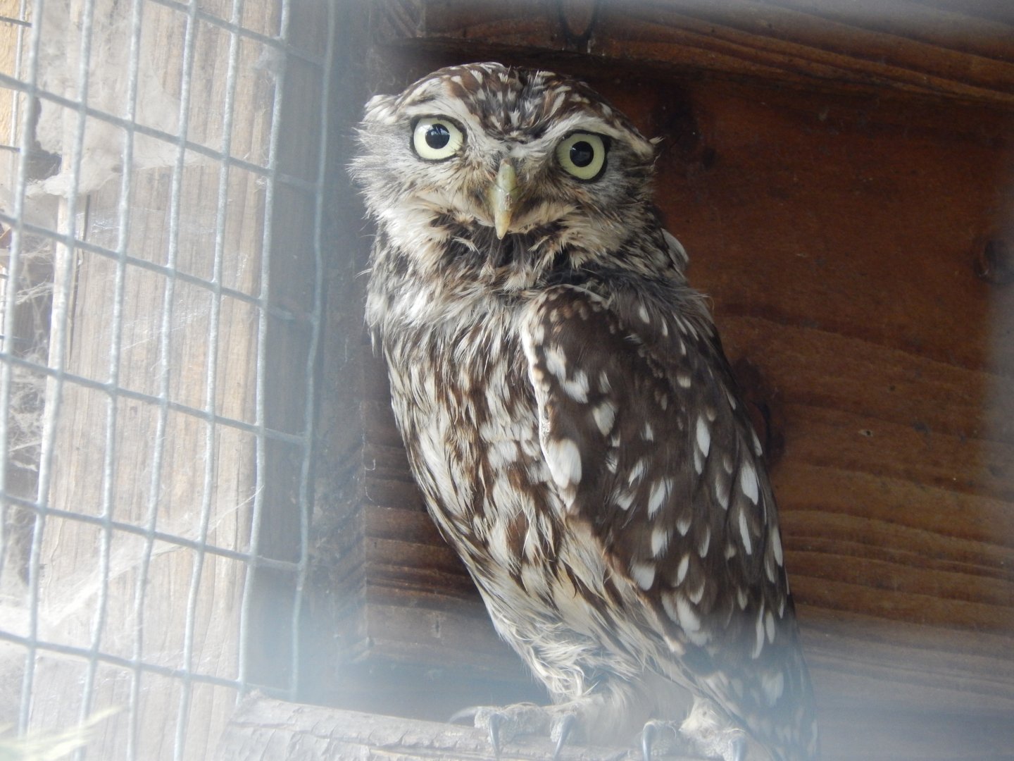 Little owl 060625