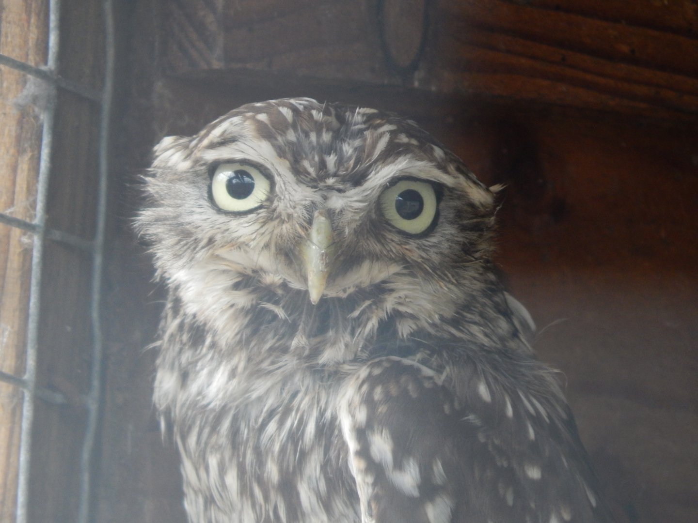 Little owl 060625