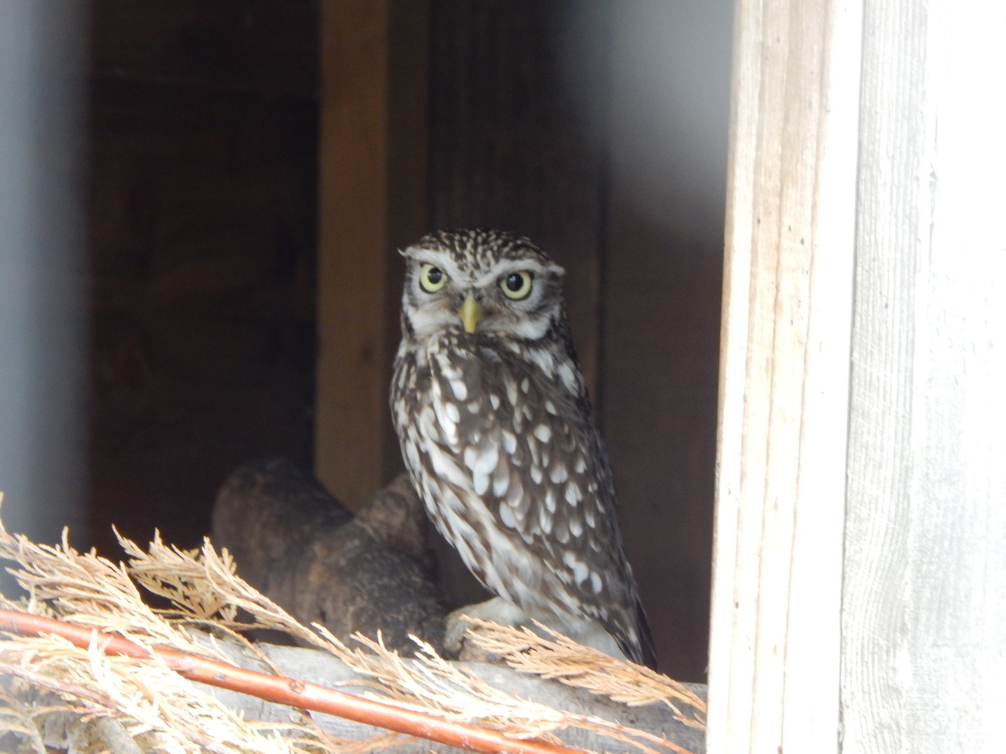 Little owl 300623