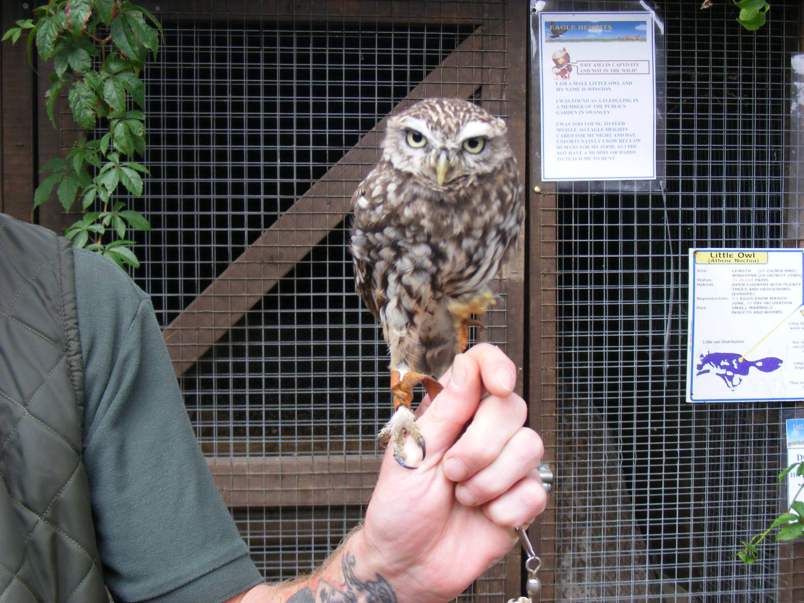 Little owl at Eagle Heights, 10 September 2011