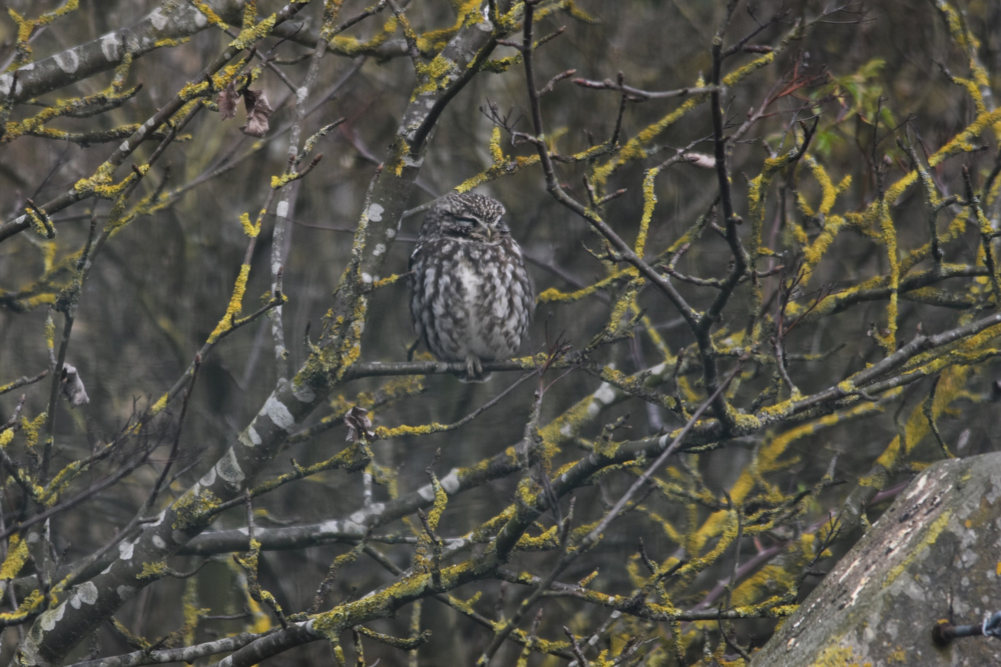 Little Owl at RSPB St Aidan's, 24th March 2024