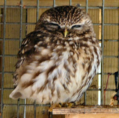 little owl? at Tropical Butterfly House
