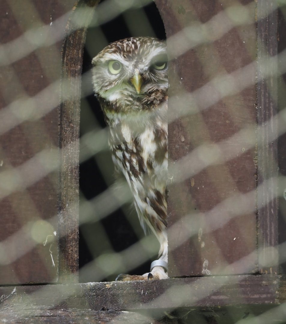 Little Owl (Athene noctua), 2024-05-11