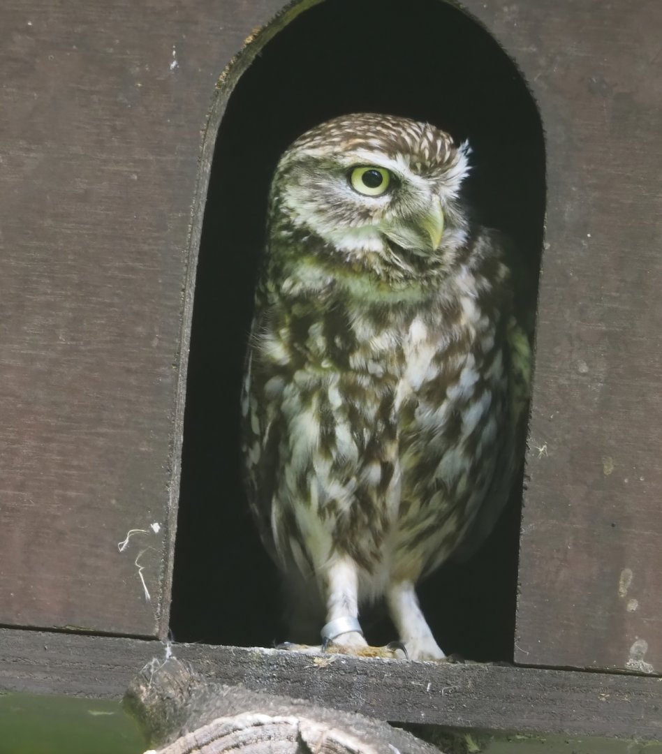 Little Owl (Athene noctua), 2024-05-11