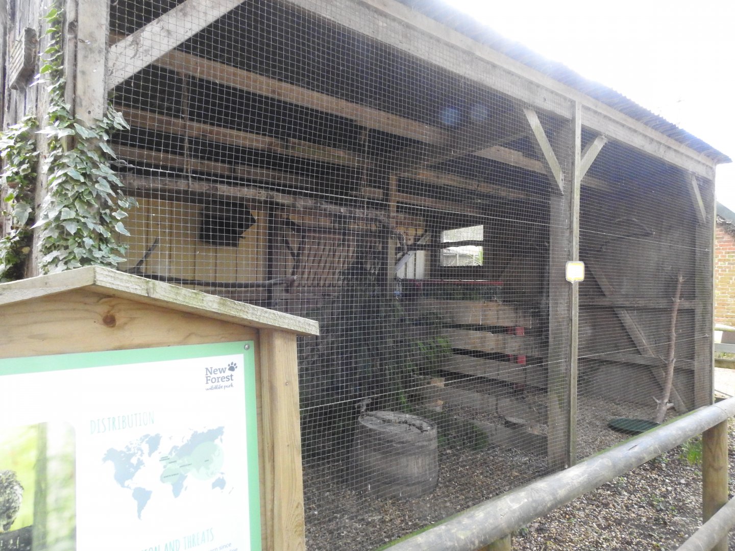 Little Owl (Athene noctua) Aviary