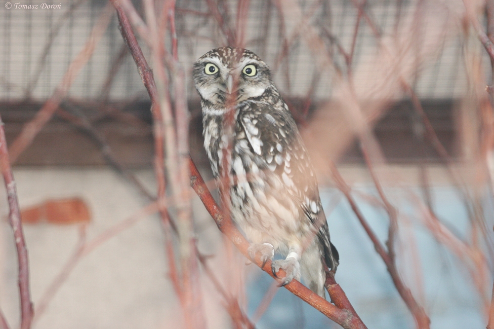 Little Owl (Athene noctua)