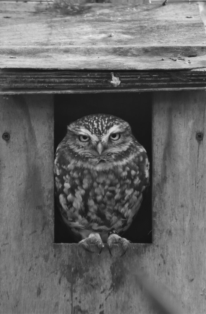 Little owl, Athene noctua