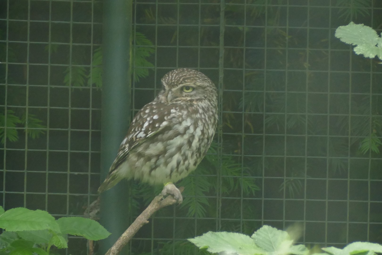 Little Owl (Athene noctua)