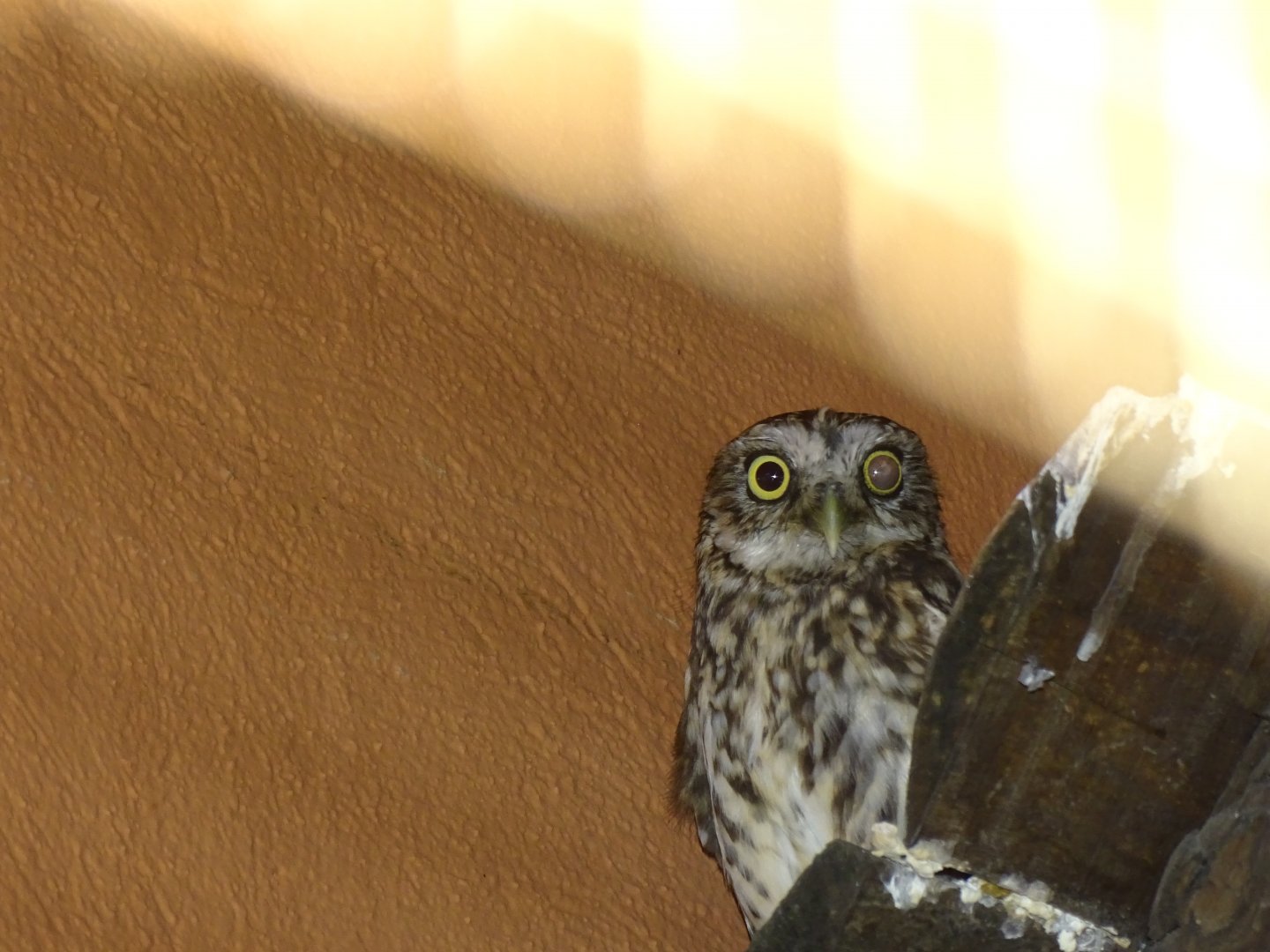 Little owl (Athene noctua)