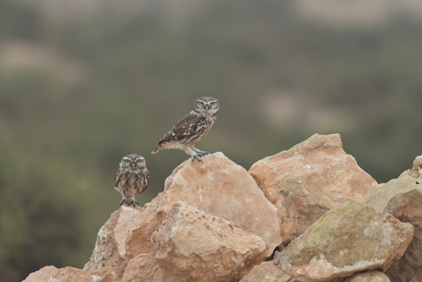 Little owl (Athene noctua)