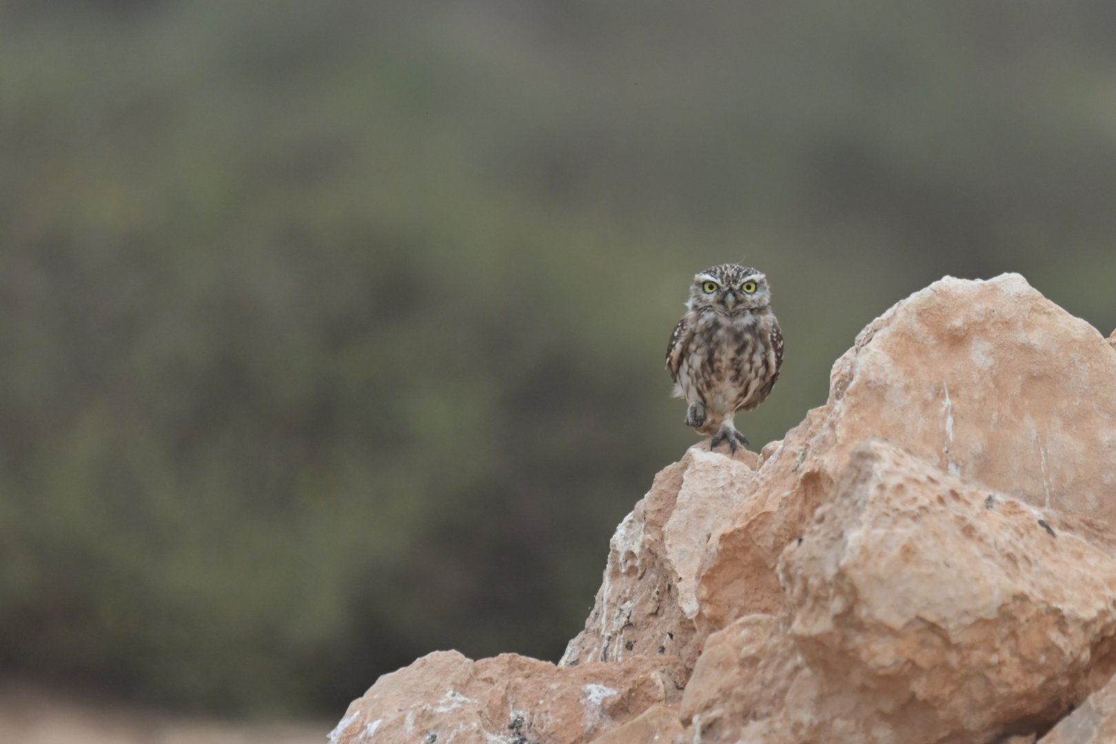 Little owl (Athene noctua)