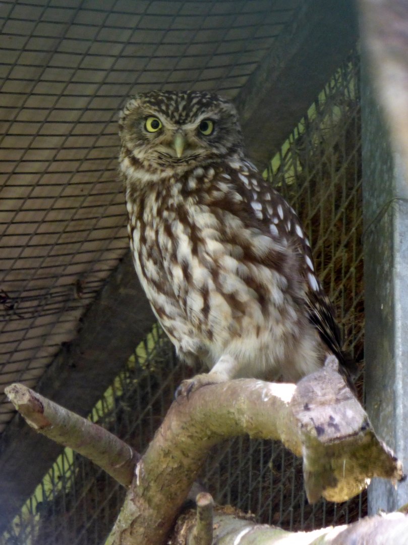Little owl (Athene noctua)