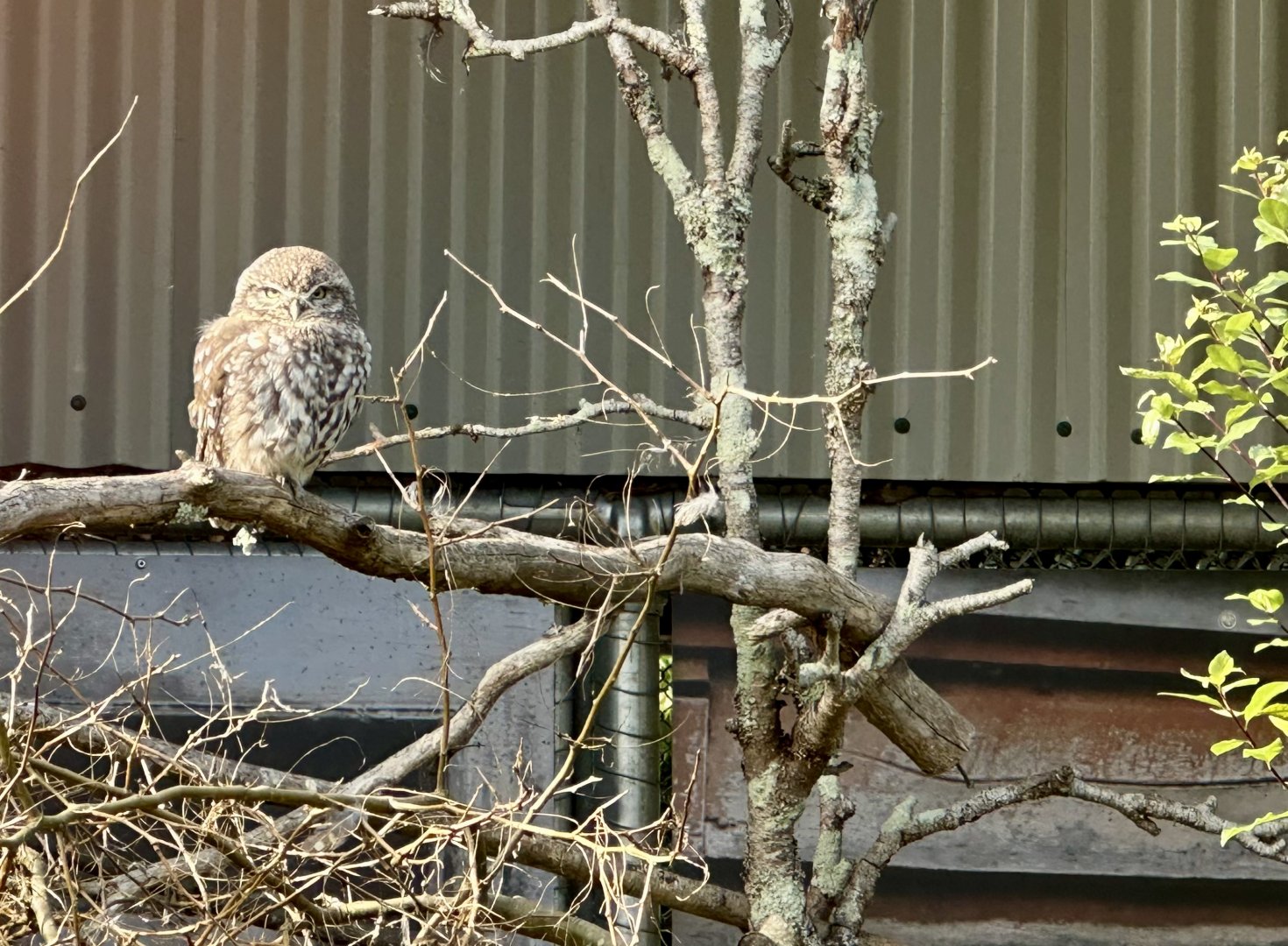 Little owl (Athene noctua)