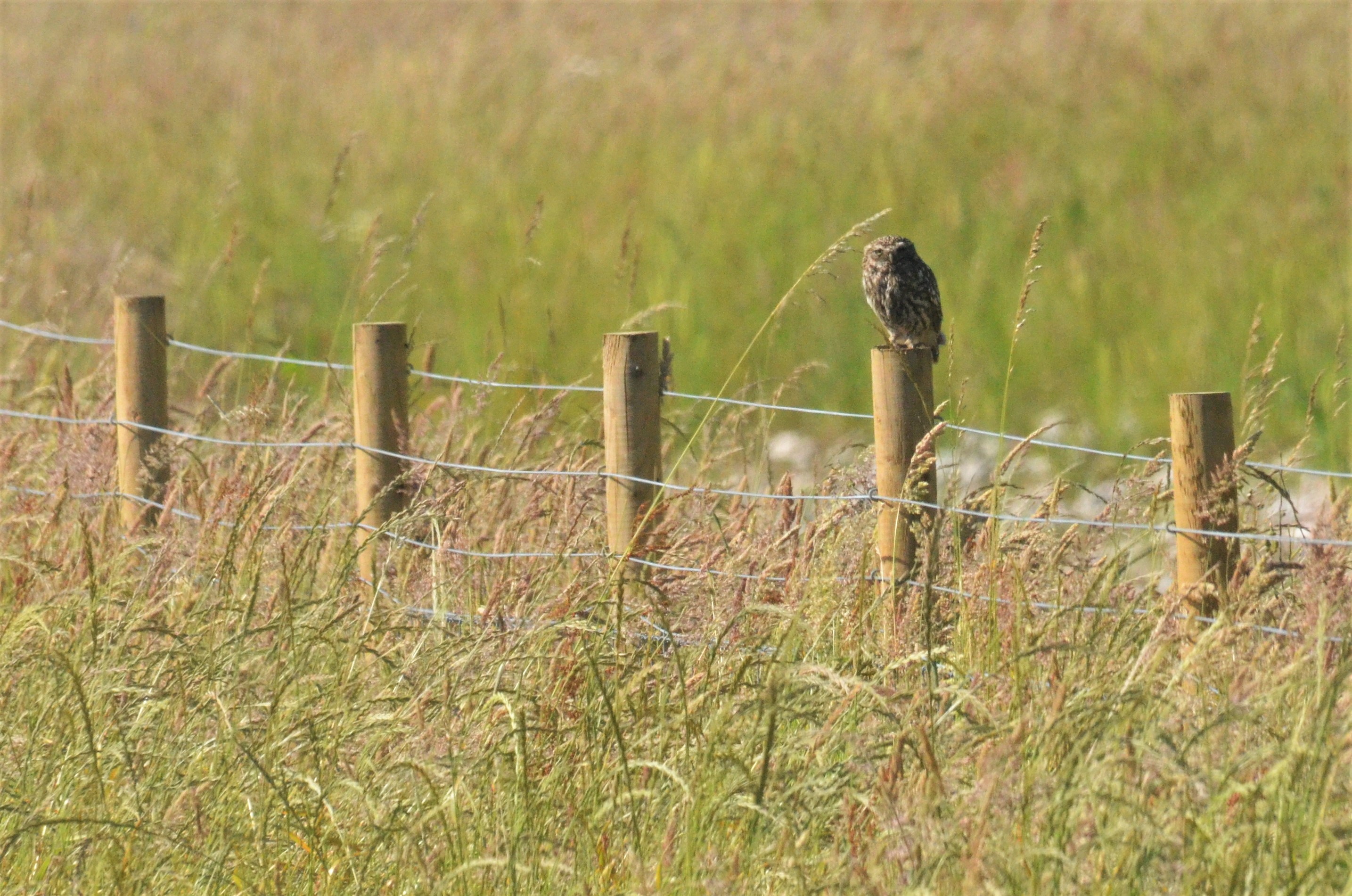 Little Owl, Avenue Washlands, 17/06/17