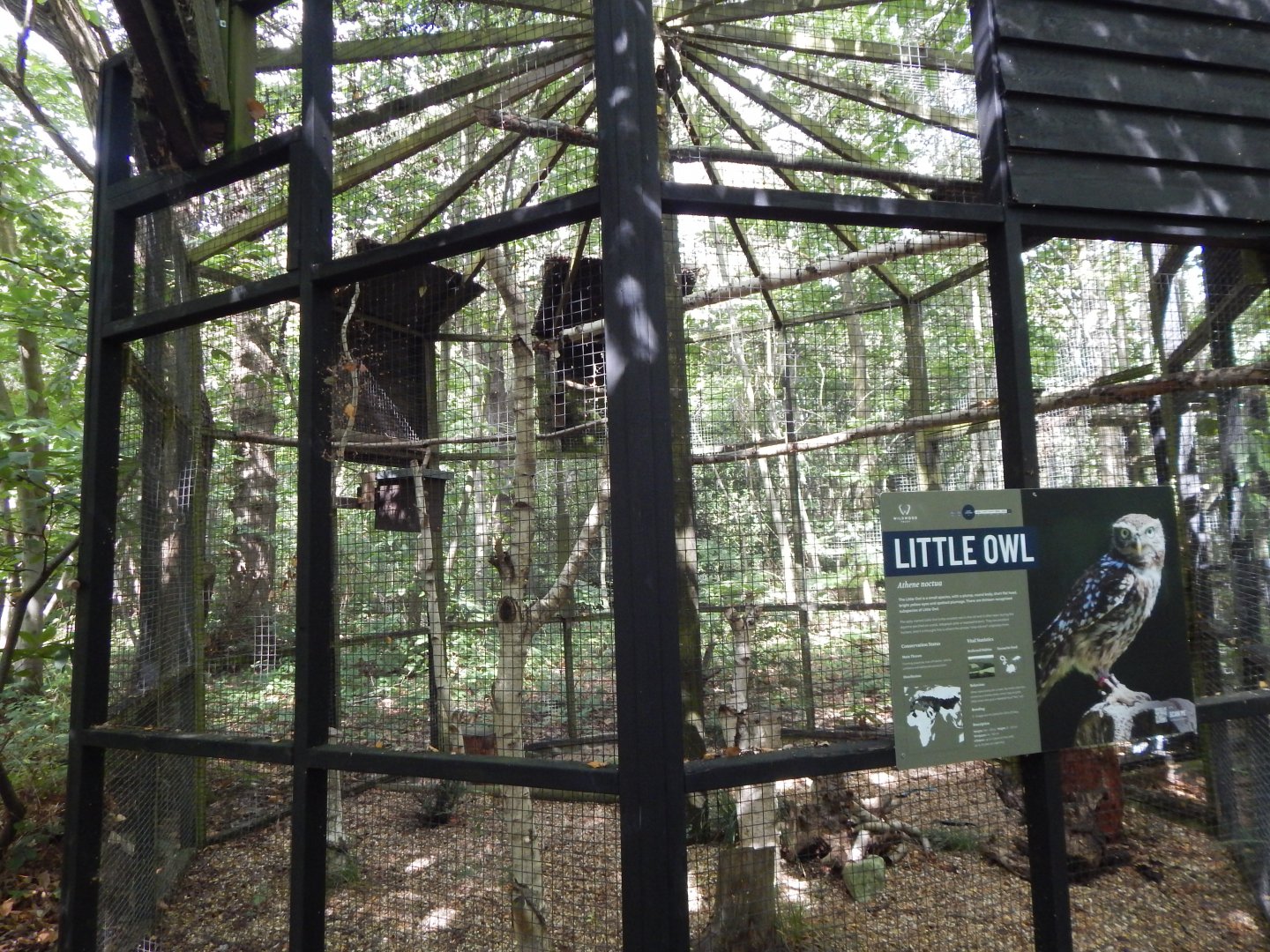 Little owl aviary 030924