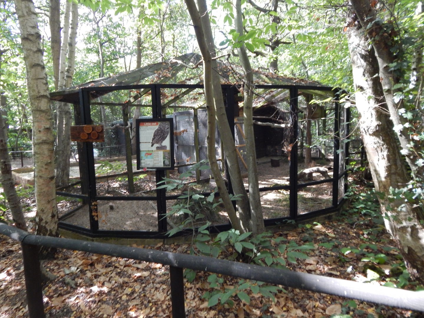 Little owl aviary 030924