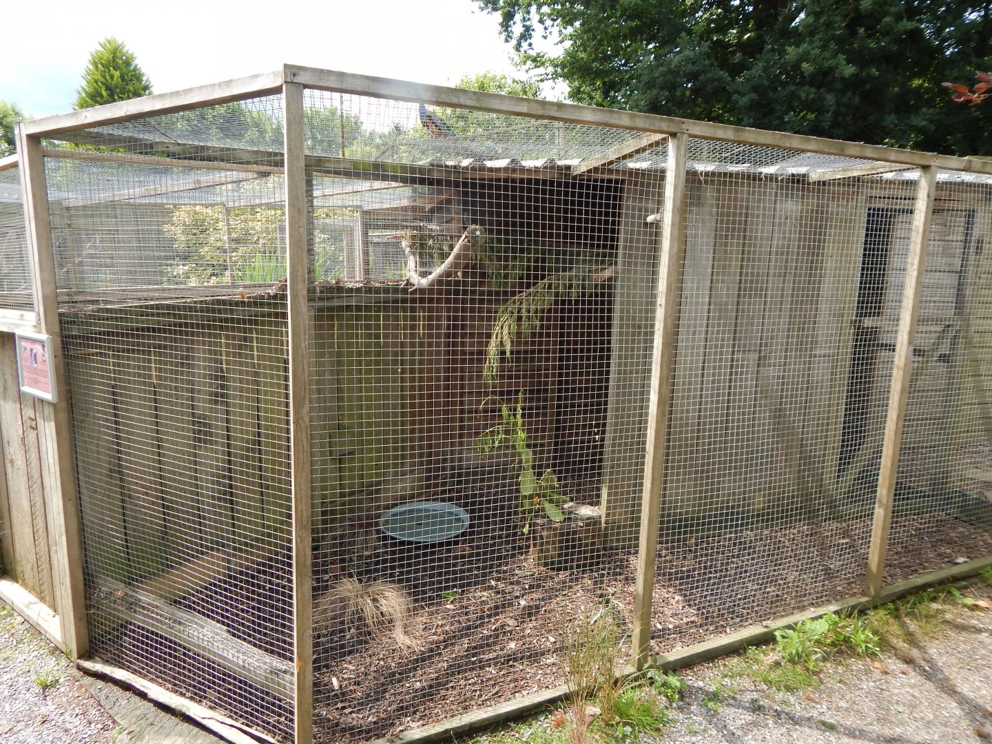 Little owl aviary 060625