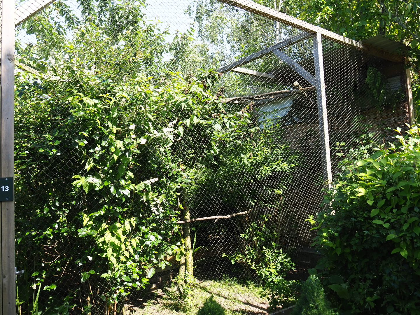 Little owl aviary, 2019-06-01