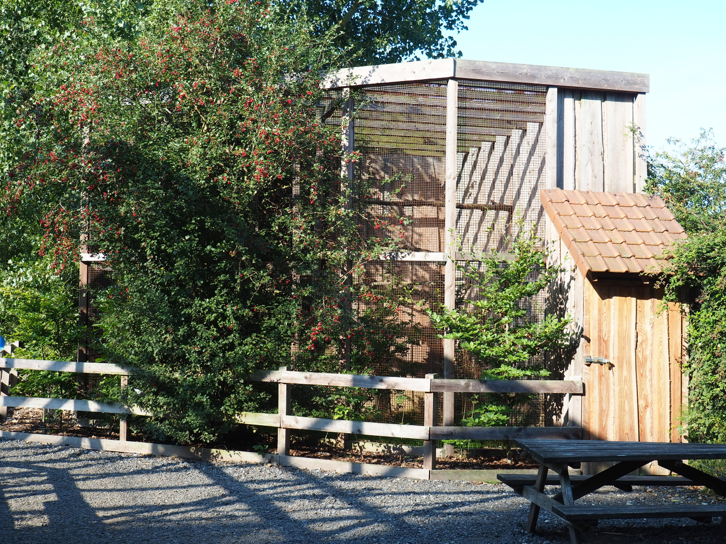 Little owl aviary, 2020-09-12