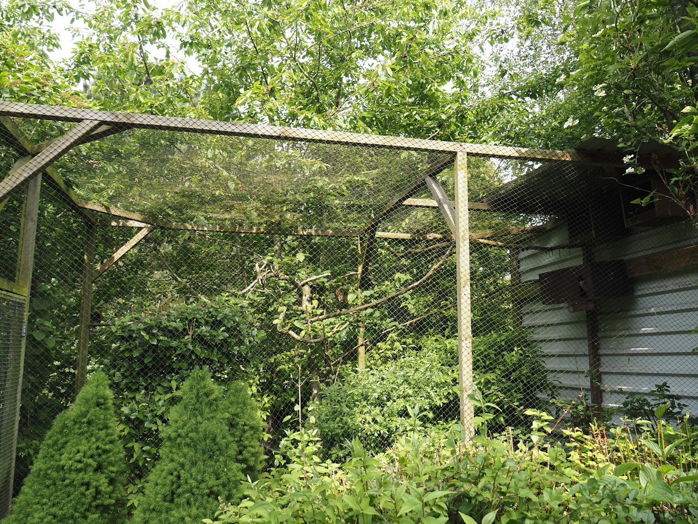 Little owl aviary, 2024-05-11