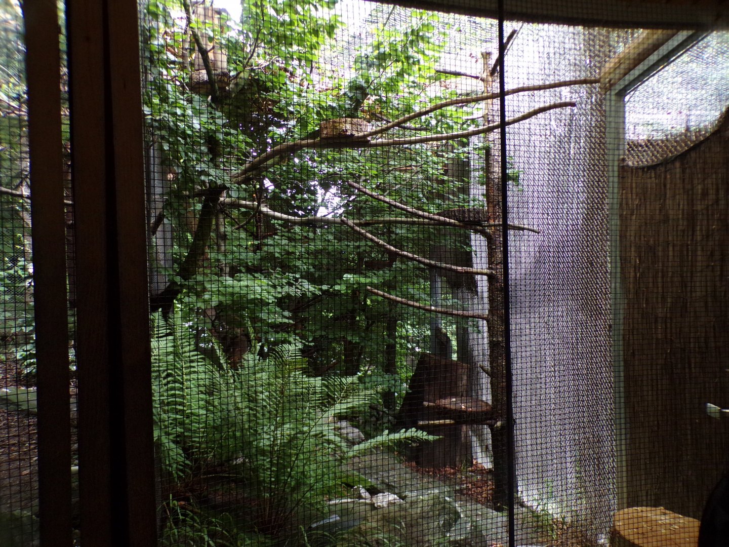 Little owl aviary 9.7.25