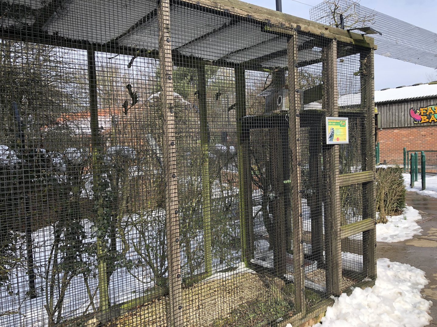 Little Owl Aviary at Tropical Butterfly House (March 2023)