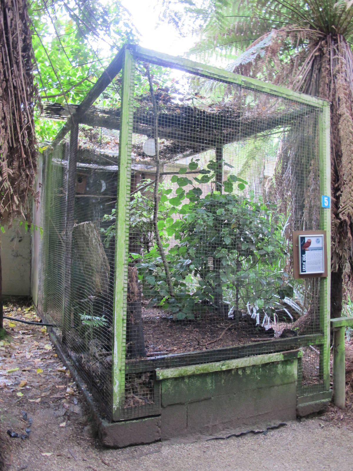 Little Owl Aviary - Otorohanga Kiwi House Dec 2012