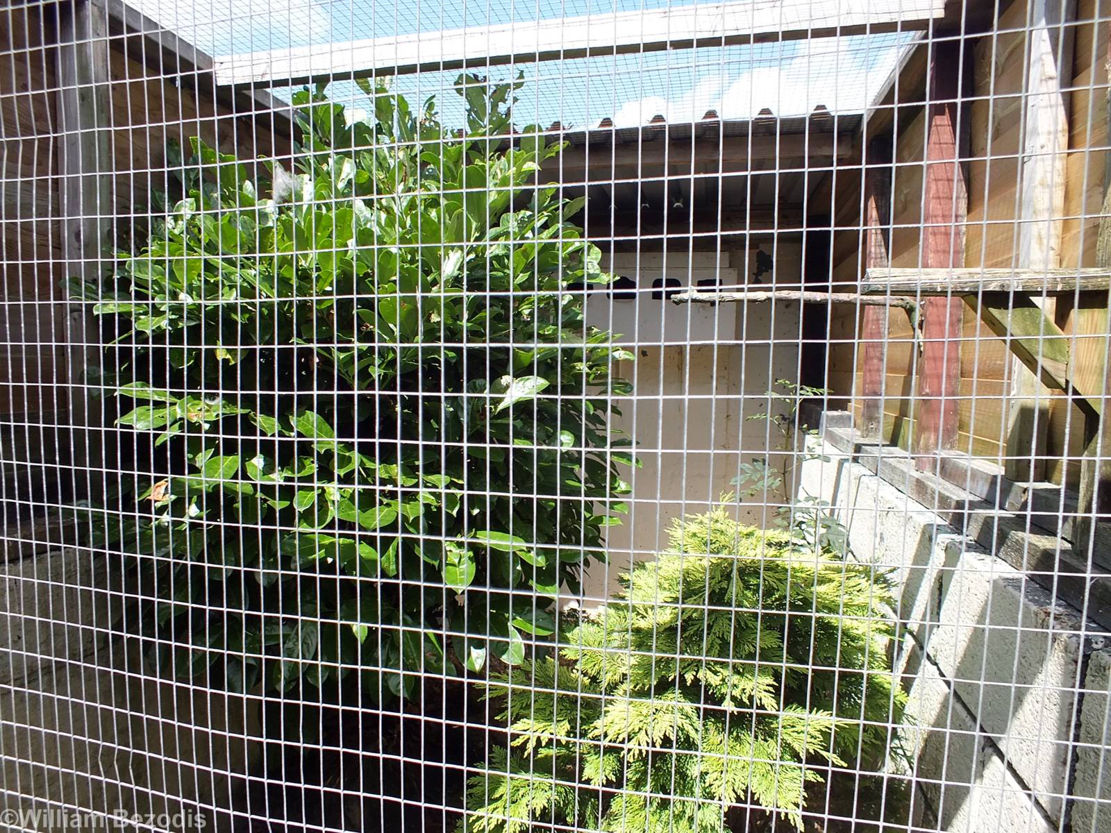 Little Owl Enclosure