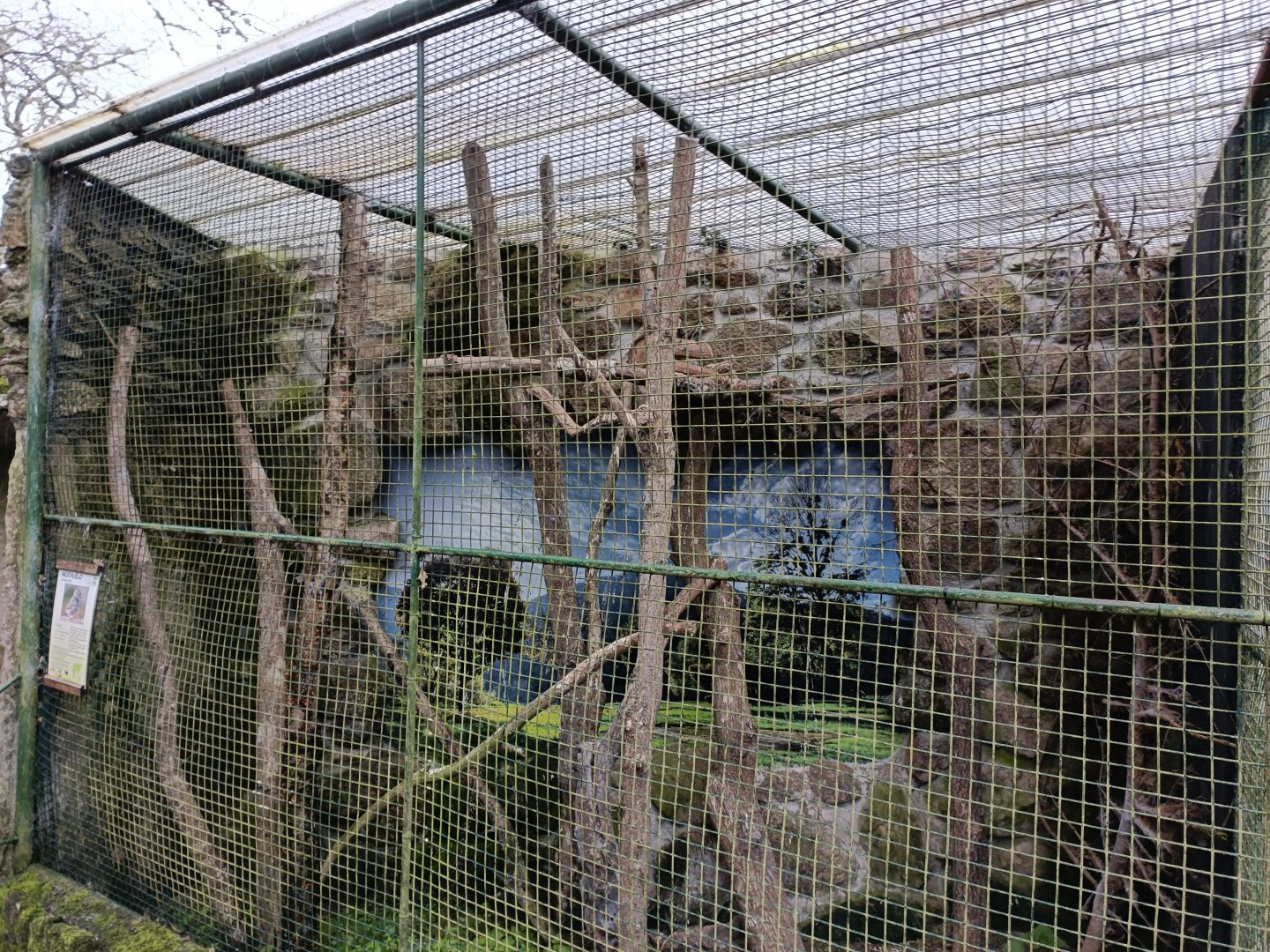 Little owl exhibit - Avifauna Lugo