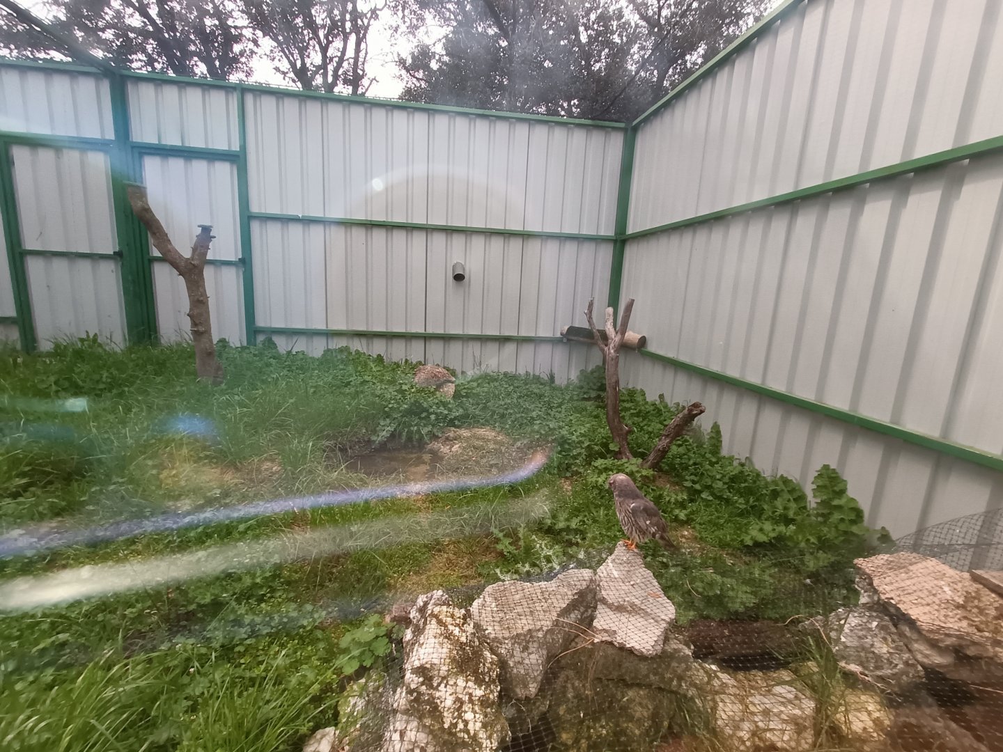 Little owl exhibit - GREFA